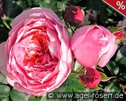 Dames de Chenonceau kaufen, clicken für mehr Details Dames de Chenonceau