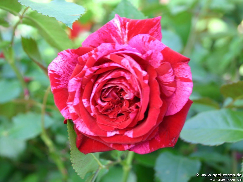 Rose ‘Deep Impression‘ (Hochstamm (~90cm), wurzelnackt)