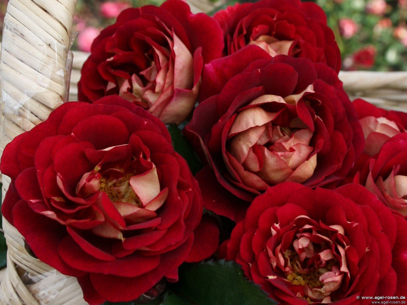 ADR-Rose ‘Die Sehenswerte‘ (wurzelnackte Rose)