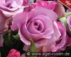 Dioressence kaufen, clicken für mehr Details Dioressence