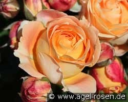 Dolce Vita®  2013 kaufen, clicken für mehr Details Dolce Vita®  2013