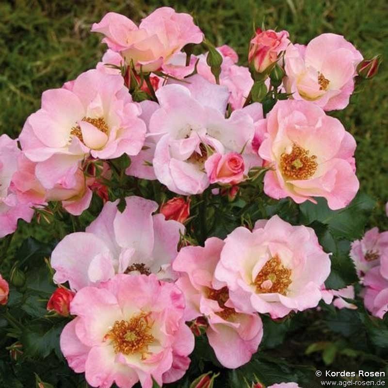 ADR-Rose ‘Dolomiti‘ (wurzelnackte Rose)
