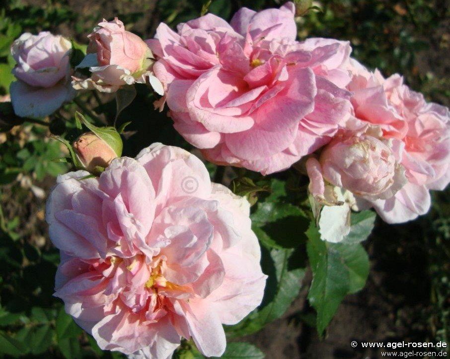 Rose ‘Domaine De Courson‘ (5-Liter Topf)