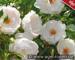 Dominique Loiseau kaufen, clicken für mehr Details Dominique Loiseau