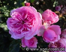 Dreams Come True - Plant'n'Relax kaufen, clicken für mehr Details Dreams Come True - Plant'n'Relax