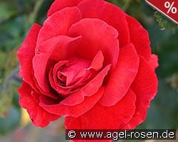 Duftwolke kaufen, clicken für mehr Details Duftwolke