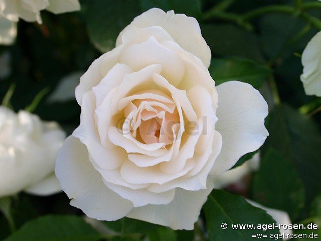 Rose ‘Edelweiß‘ (wurzelnackte Rose)