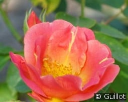 Edouard Guillot kaufen, clicken für mehr Details Edouard Guillot