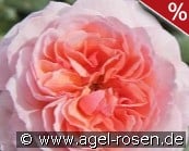 Eeuwige Passie kaufen, clicken für mehr Details Eeuwige Passie