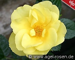 Elbegold kaufen, clicken für mehr Details Elbegold