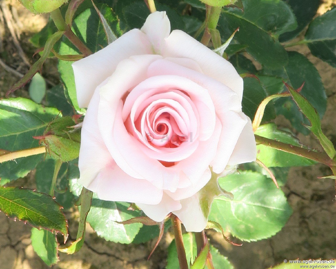 Rose ‘Elfriede von Tutschin‘ (wurzelnackte Rose)