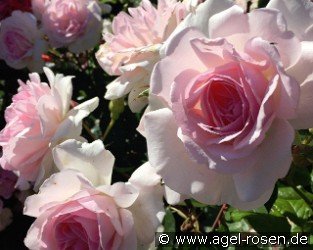 Emmelie De Forest Forever - Plant'n'Relax