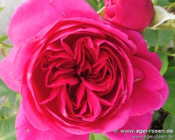 Rose ‘Empereur Charles IV‘ (wurzelnackte Rose)