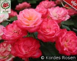 Enjoy kaufen, clicken für mehr Details Enjoy