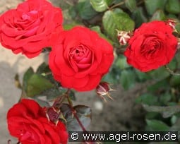 Europeana kaufen, clicken für mehr Details Europeana