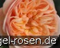 Eveline Wild Essbare Rose kaufen