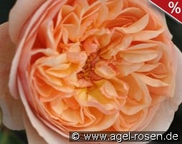 Eveline Wild Essbare Rose kaufen, clicken für mehr Details Eveline Wild Essbare Rose