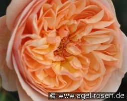 Eveline Wild Essbare Rose kaufen, clicken für mehr Details Eveline Wild Essbare Rose