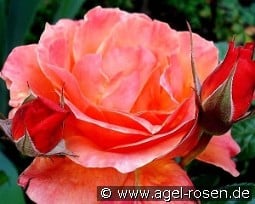 Fellowship kaufen, clicken für mehr Details Fellowship