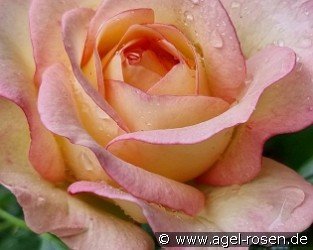 Feminine Touch