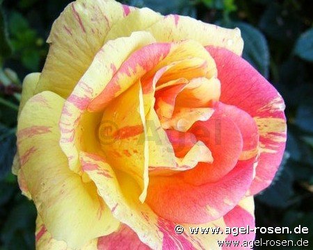 Rose ‘Fidji‘ (wurzelnackte Rose)