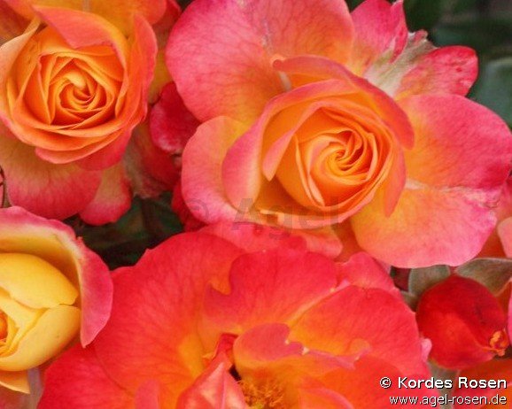 Rose ‘Firebird‘ (wurzelnackte Rose)