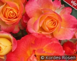 Firebird kaufen, clicken für mehr Details Firebird