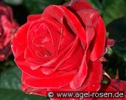 Florence Flower Circus kaufen, clicken für mehr Details Florence Flower Circus