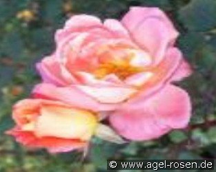 Florett