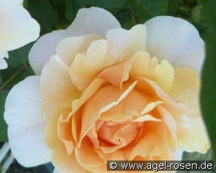 Floriana