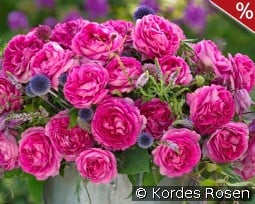 Fräulein Maria kaufen, clicken für mehr Details Fräulein Maria