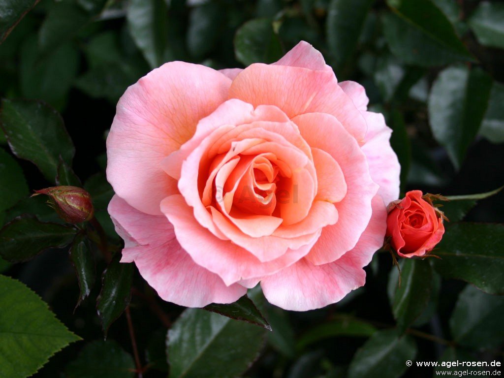 Rose ‘Fragrant Delight‘ (wurzelnackte Rose)