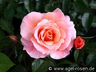 Fragrant Delight
