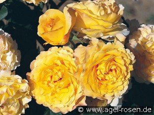 France Info