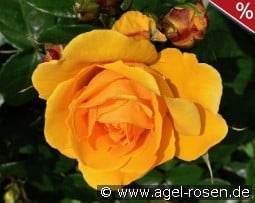 Friendship Forever - Plant'n'relax kaufen, clicken für mehr Details Friendship Forever - Plant'n'relax