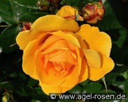 Friendship Forever - Plant'n'relax kaufen, clicken für mehr Details Friendship Forever - Plant'n'relax