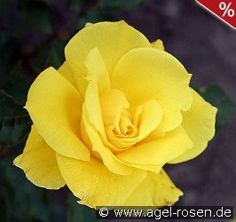 Friesia