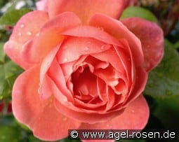 From Far Away - Plant'n'Relax kaufen, clicken für mehr Details From Far Away - Plant'n'Relax