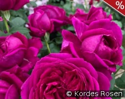 Für Elise kaufen, clicken für mehr Details Für Elise