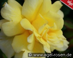 Garden Princess Leenders