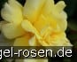 Garden Princess Leenders kaufen
