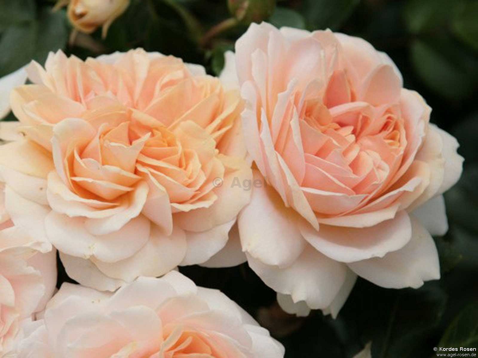 ADR-Rose ‘Garden of Roses syn. Cream Flower Circus‘ (wurzelnackte Rose)