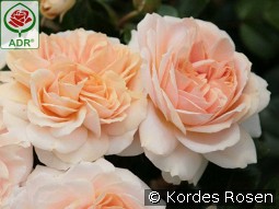 Garden of Roses syn. Cream Flower Circus