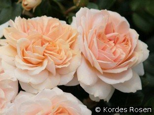 Garden of Roses syn. Cream Flower Circus