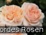 Garden of Roses syn. Cream Flower Circus kaufen