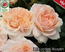 Garden of Roses syn. Cream Flower Circus kaufen, clicken für mehr Details Garden of Roses syn. Cream Flower Circus