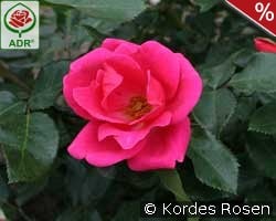 Gartenfreund kaufen, clicken für mehr Details Gartenfreund