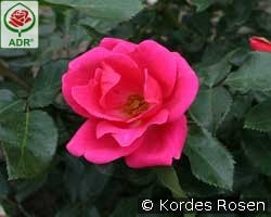 Gartenfreund kaufen, clicken für mehr Details Gartenfreund