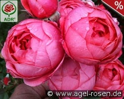 Gartenprinzessin Marie-José kaufen, clicken für mehr Details Gartenprinzessin Marie-José