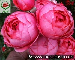 Gartenprinzessin Marie-José kaufen, clicken für mehr Details Gartenprinzessin Marie-José